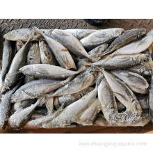 Quality Frozen Horse Mackerel Fish For Marketing Price